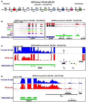 Non-coding Class Switch Recombination-Related Transcription in Human Normal and Pathological Immune Responses